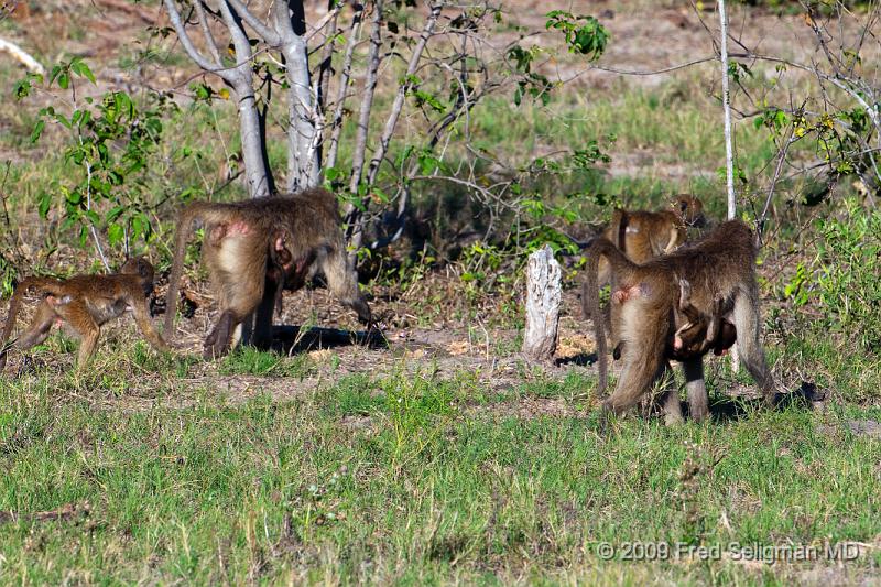 20090617_095049 D300 (2) X1.jpg - Maternal and infant baboons